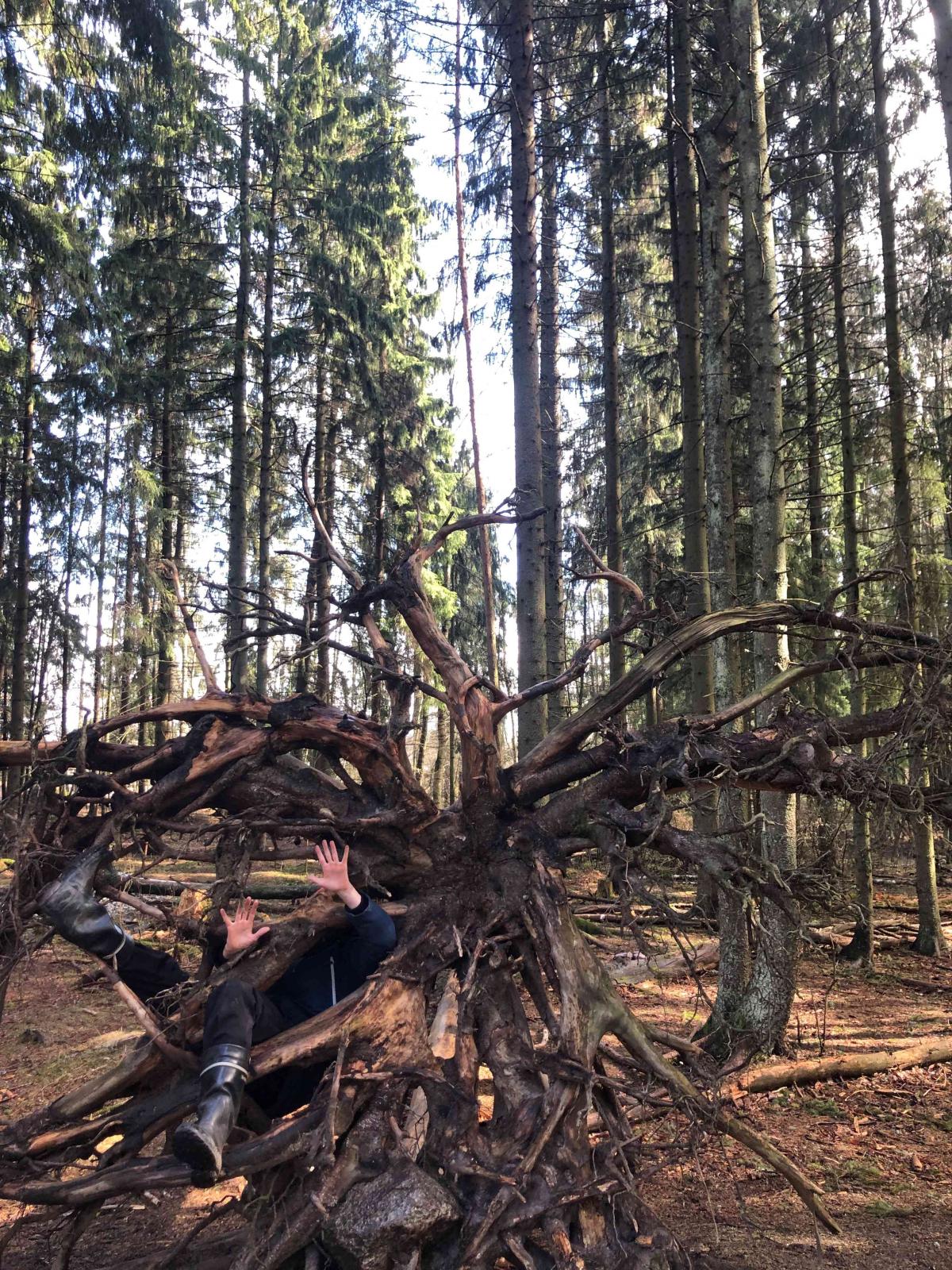 Puun juurakko josta näkyy ihminen