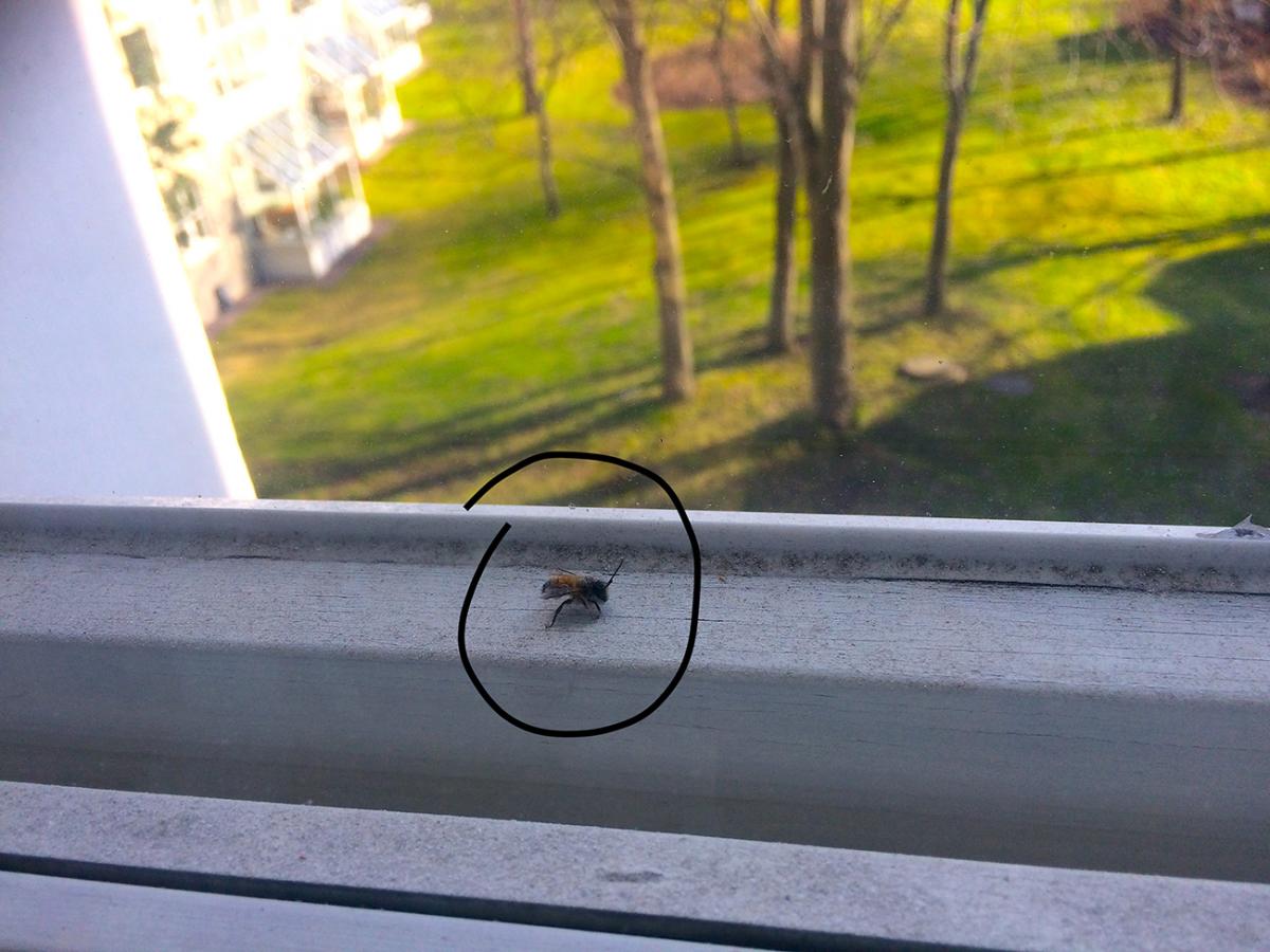 Ikkunalauta, jossa kimalainen. Ikkunasta näkyy vihreää nurmikkoa ja puita.