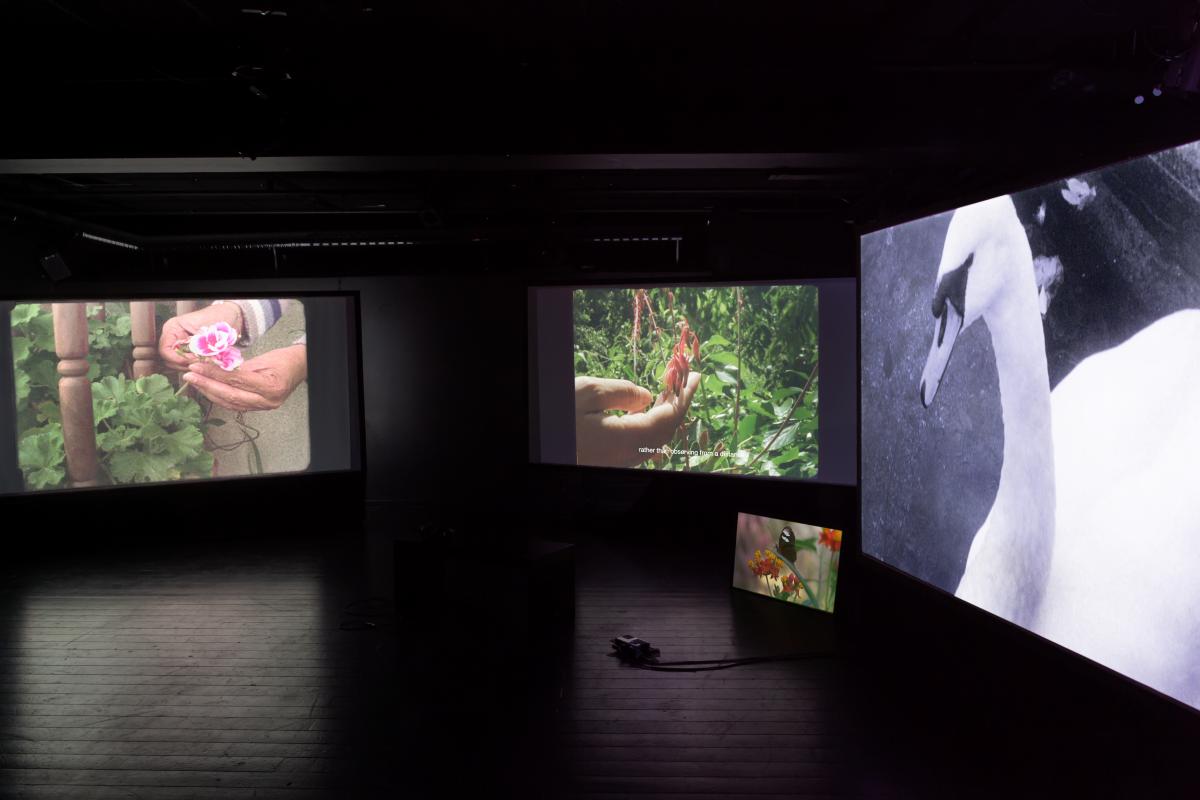 Three big screens in a dark room with two close-up images of a white skinned hand holding a flower and one image of a swan.