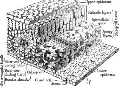 plant cross section diagram showing the differnt cells