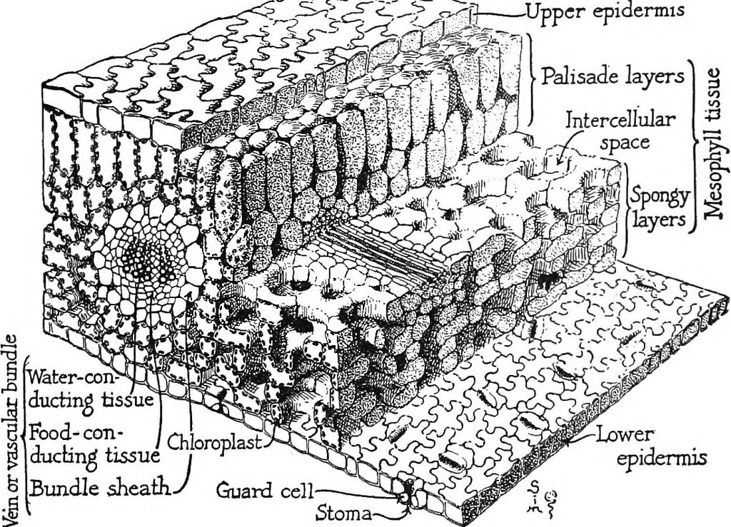 plant cross section diagram showing the differnt cells