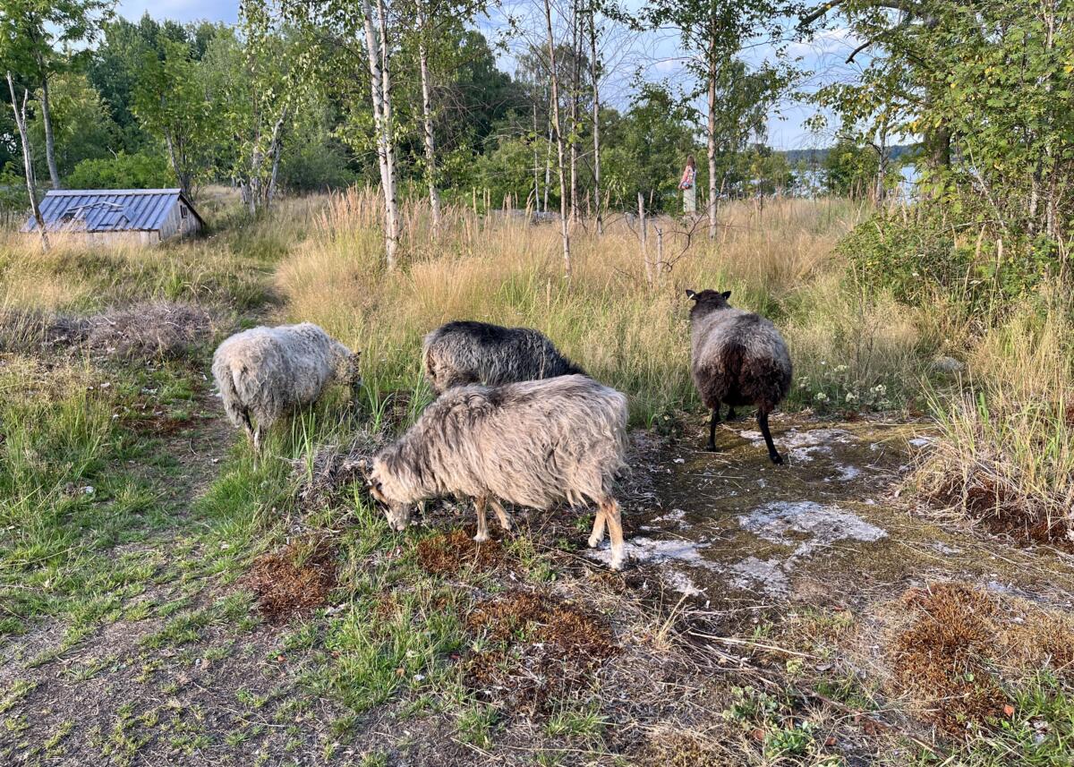 Sheep in a field in Kuusiluoto