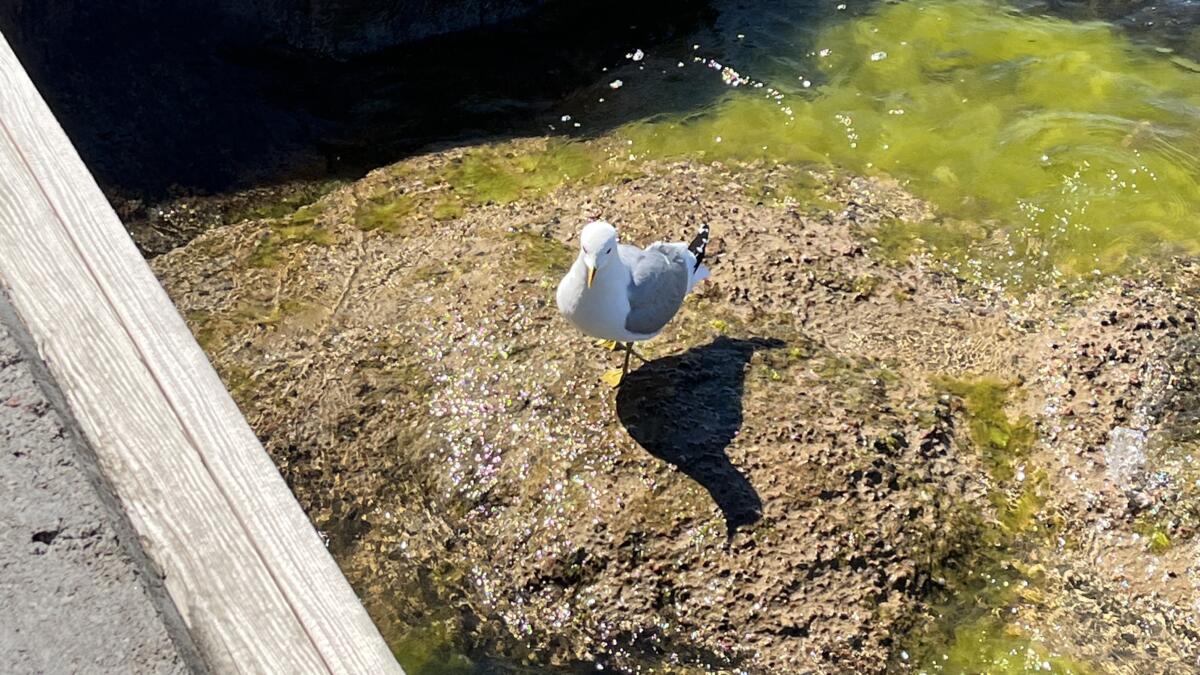 A seagull on a rock